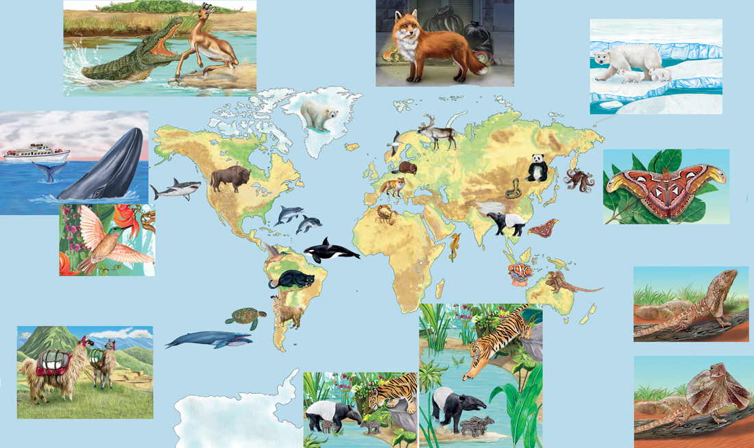 animali